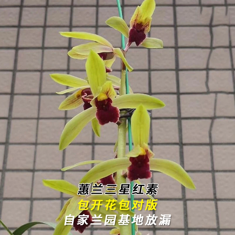 紫薇基地兰花直播蕙兰【三星红素】年年复花名贵兰草批发花卉盆栽