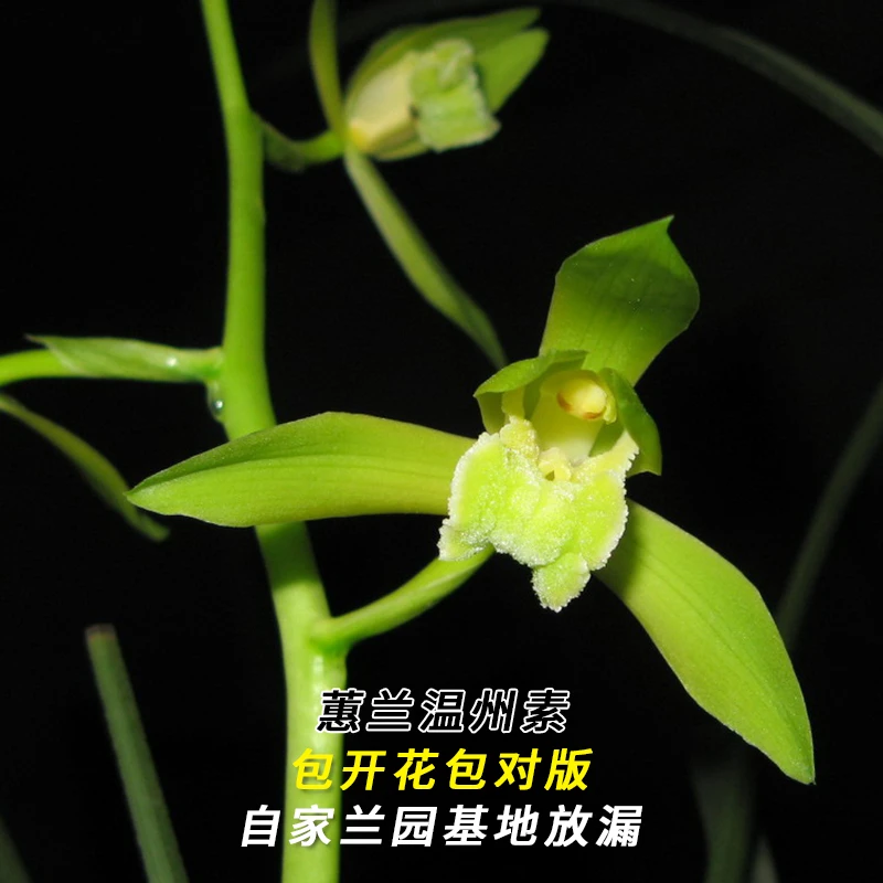 紫薇基地兰花直播蕙兰【温州素】年年复花名贵兰草批发花卉绿植盆栽