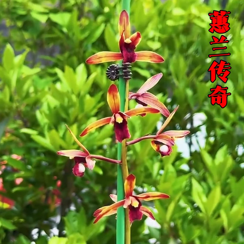 蕙兰名品重器【传奇】终身包对版 假一赔十放心购买 当年开花壮苗