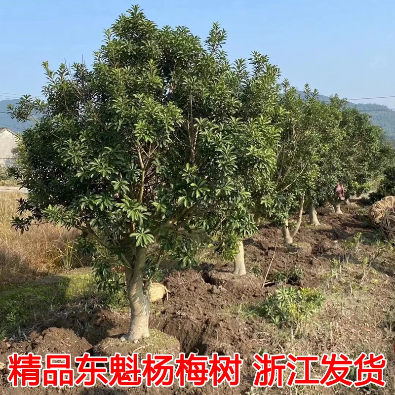 浙江东魁杨梅树大树苗当年结果嫁接带土黑炭特大果树果苗庭院种植