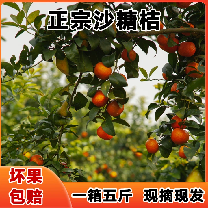 【坏果包赔】正宗砂糖橘当季新鲜水果皮薄多汁口感爆汁现摘现发成熟