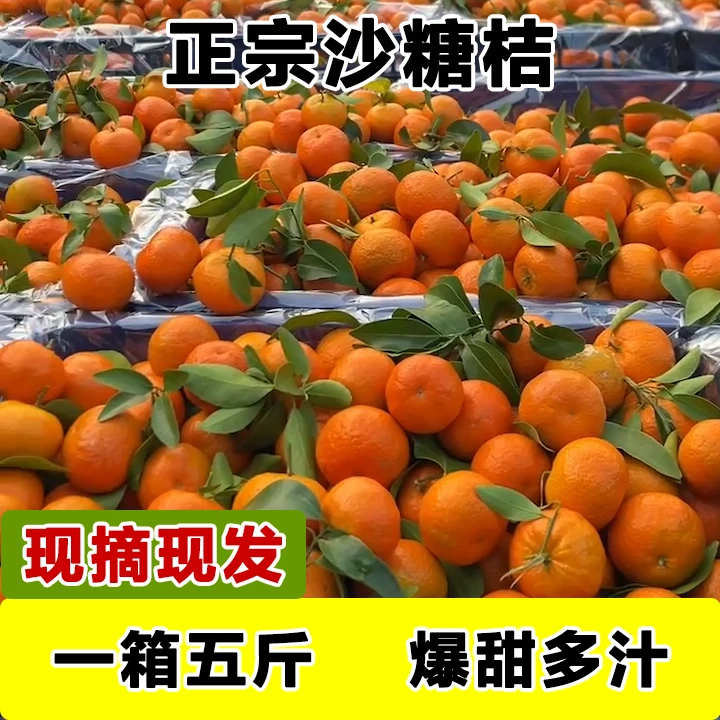果王【坏果包赔】正宗砂糖橘当季新鲜水果皮薄多汁口感爆汁现摘现发
