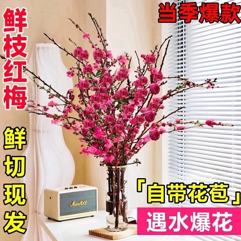 【过年开花】带花苞发货年宵花卉水培梅花鲜枝红梅室内花卉冬季开