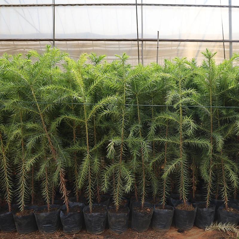 直播专属巴拉那松树苗 袋装苗绿植盆栽花卉