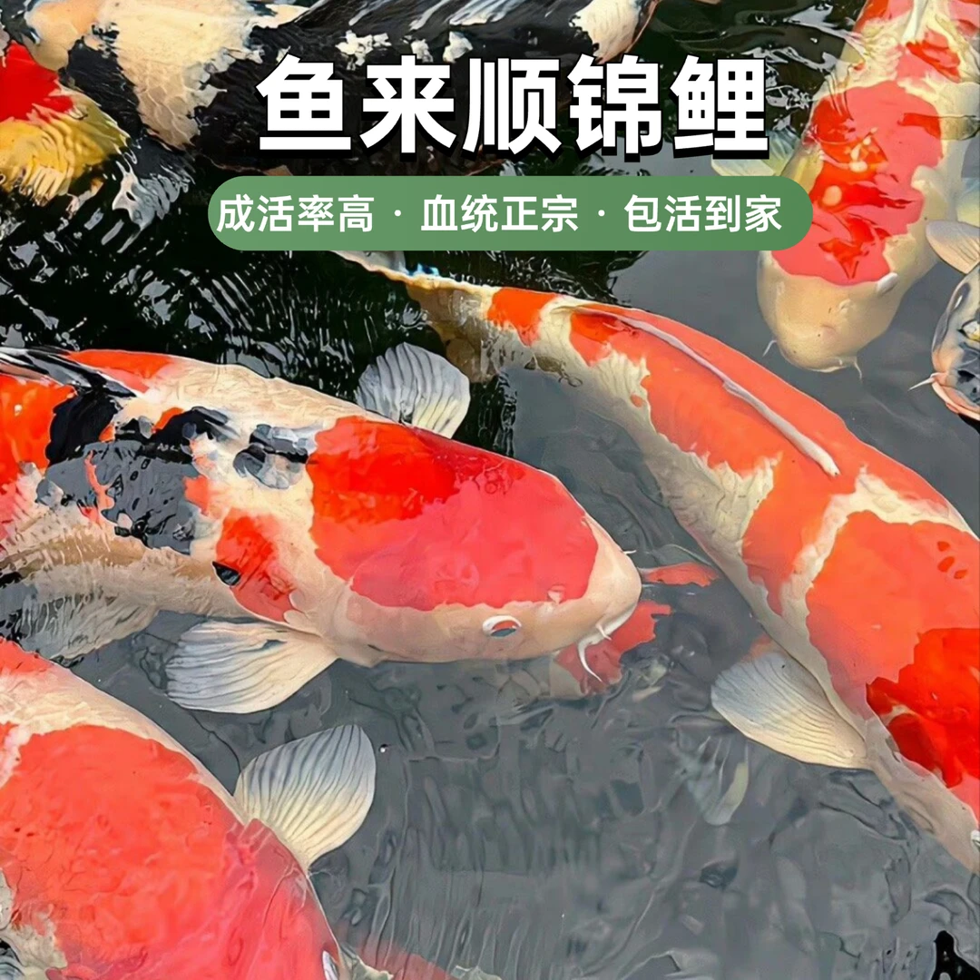 热销15-20公分9条混色日本血统颜色随机搭配小鱼观赏鱼锦鲤观赏鱼