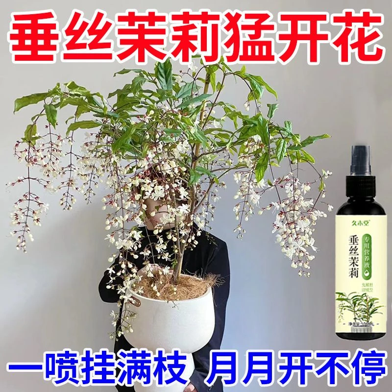 一喷开花】垂丝茉莉专用营养液促开花治黄叶枯萎生长慢专用液体肥