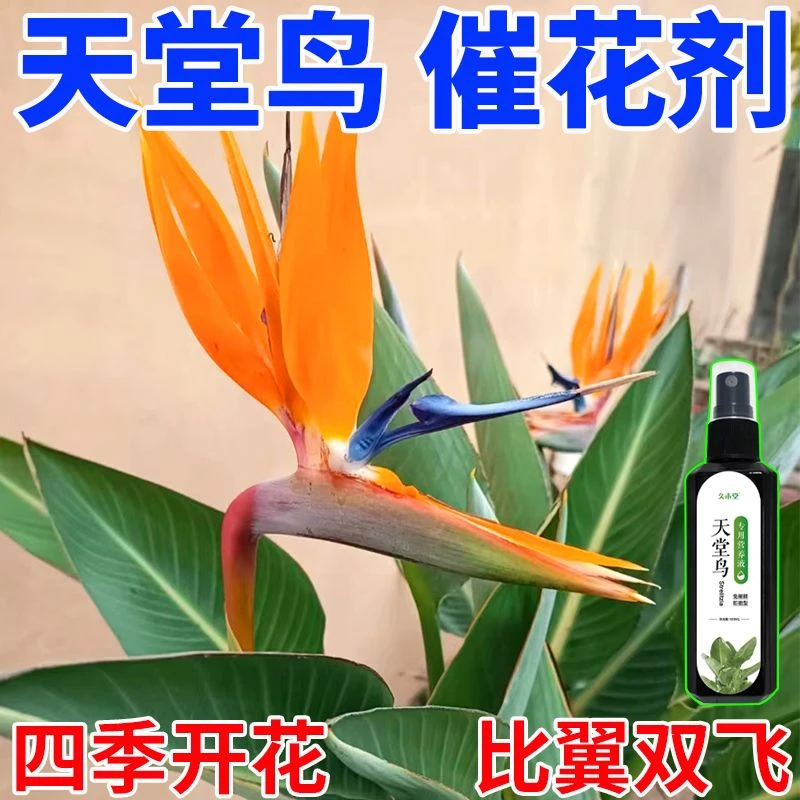 【催花型】天堂鸟营养液防黄叶卷边黑斑烂根促绿长新叶促开花专用肥