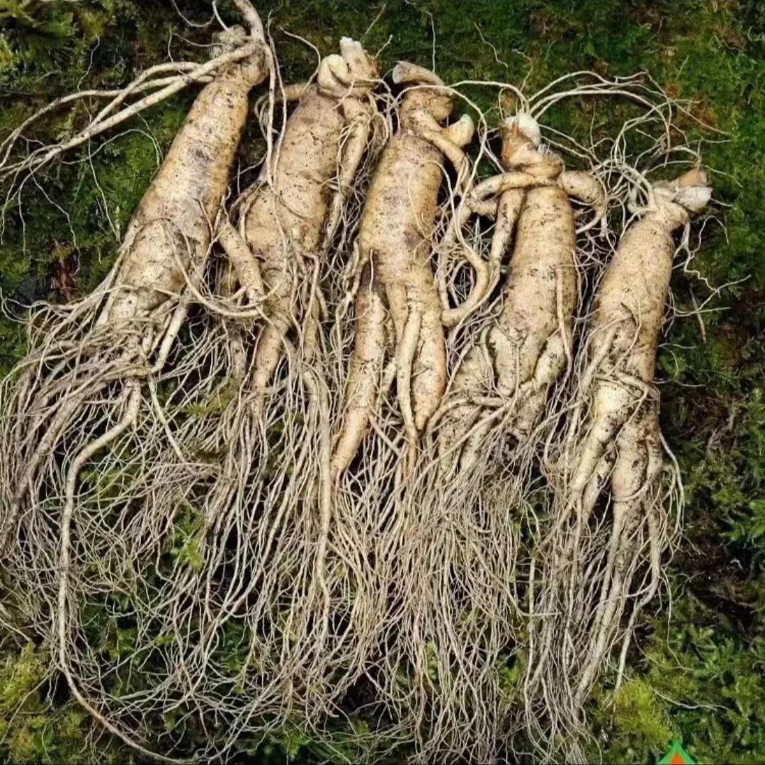 华哥专属【长白山鲜人参精品】