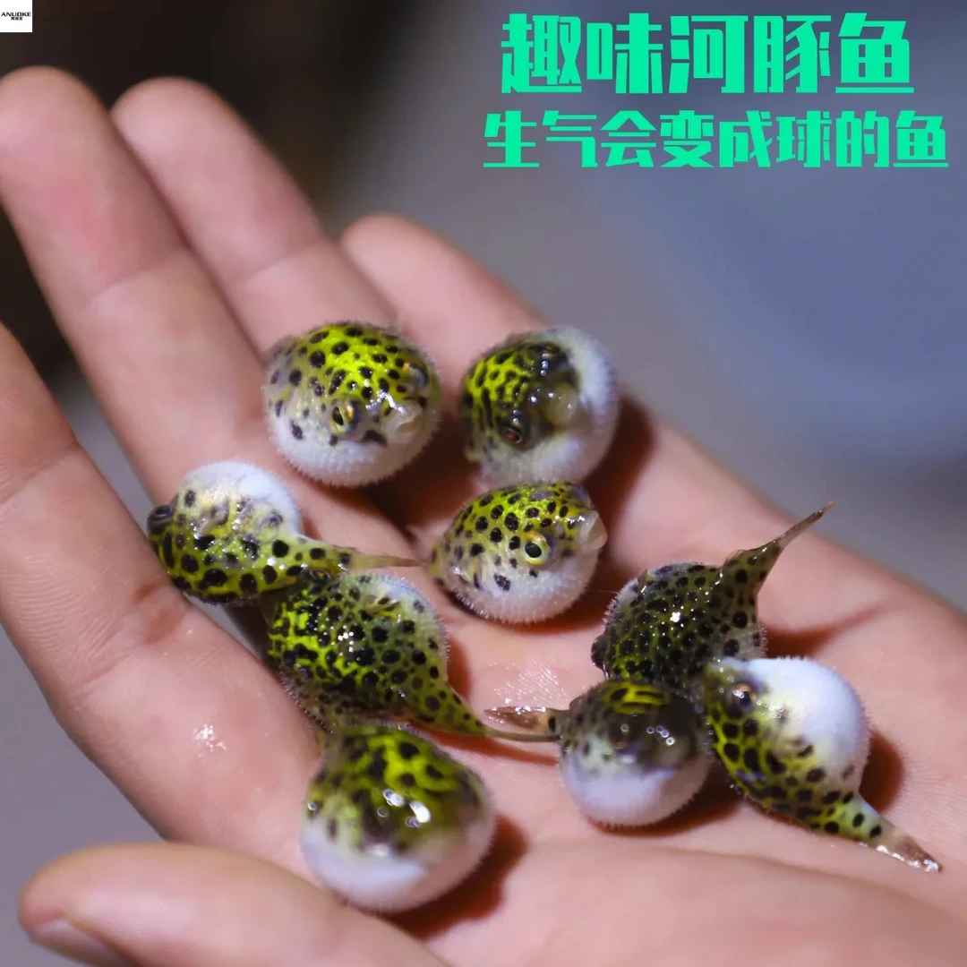 金娃娃潜水艇淡水河豚观赏鱼