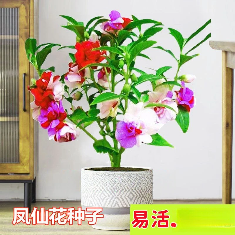 混色凤仙花种子多色可染指甲花种子小凤仙四季庭院盆栽花种籽