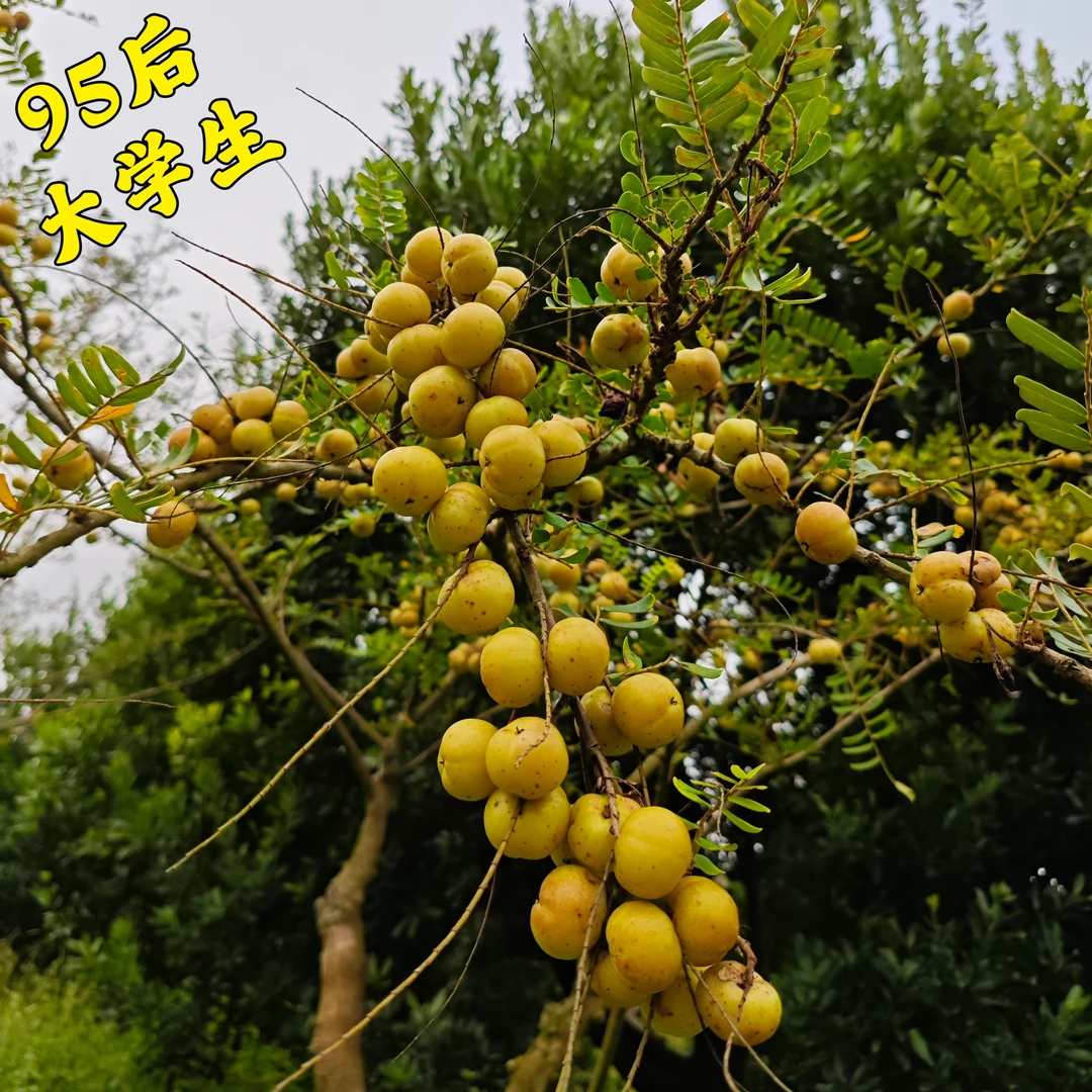 2024新鲜油柑 潮汕赤皮崩坎油柑 生吃煲汤榨汁泡酒 余甘果