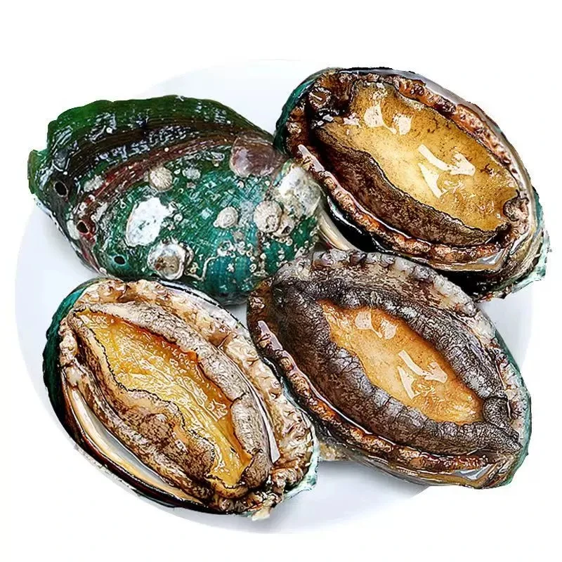 活鲍鱼1个