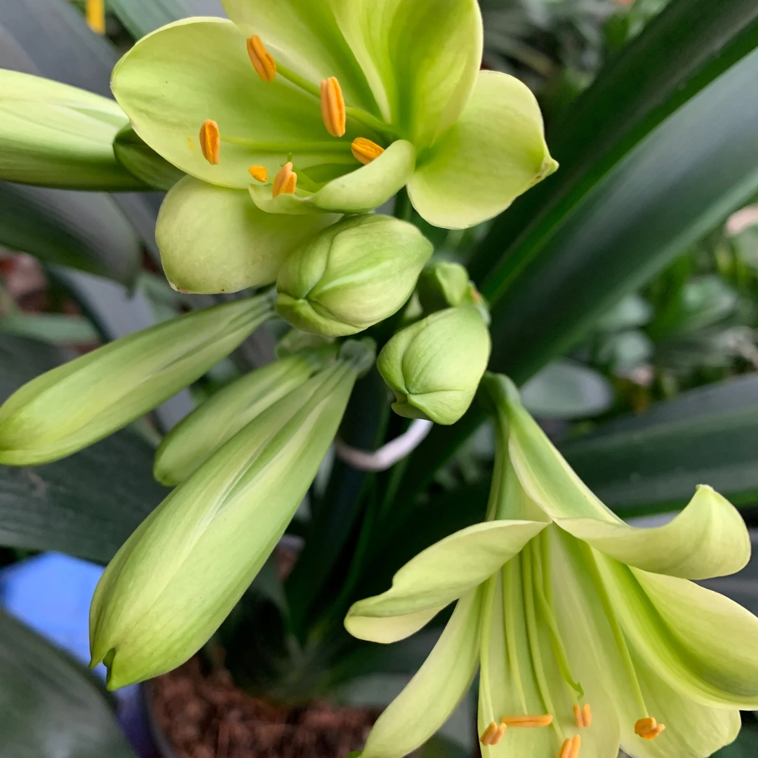 君子兰绿花苗一年苗、两年苗