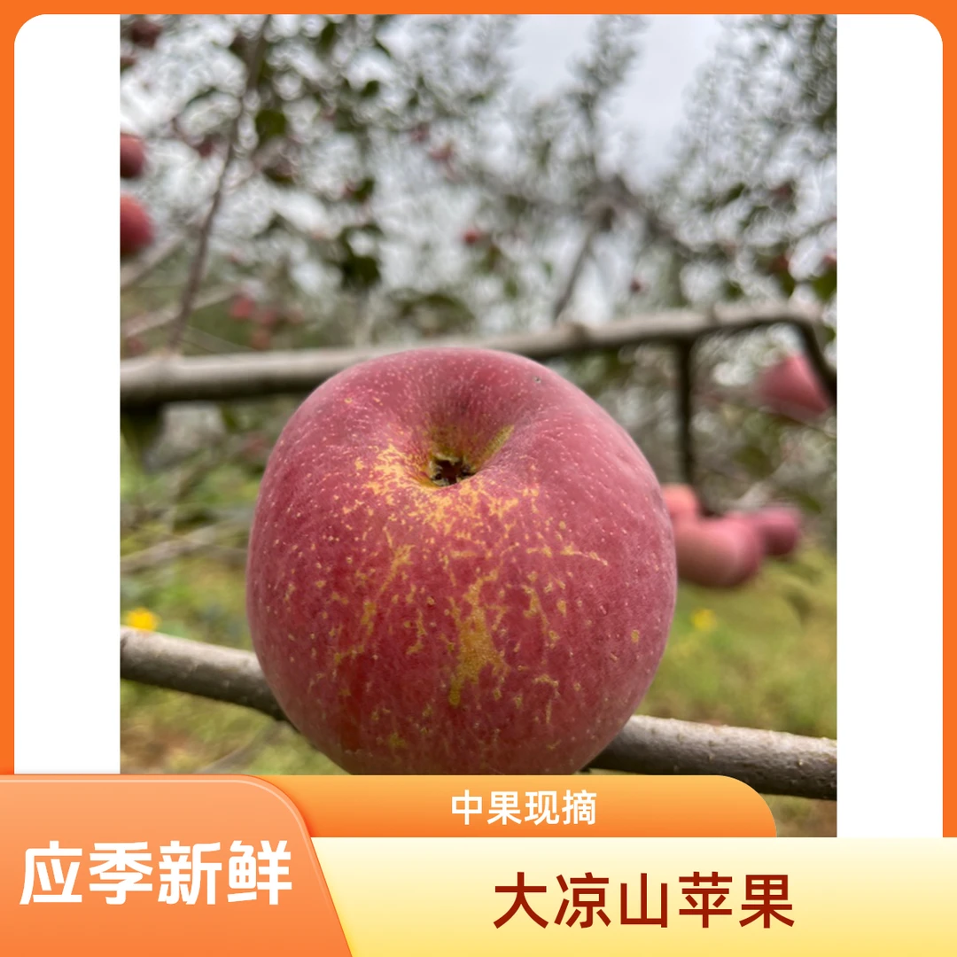 大凉山丑苹果 盐源丑苹果产地直发 应季新鲜水果 现摘现发
