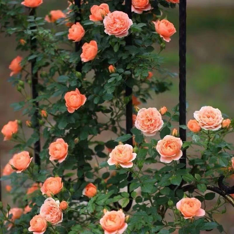 【甜梦】藤本月季大花浓香庭院四季爬藤植物蔷薇阳台室外