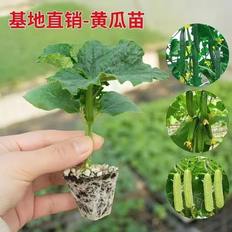 黄瓜苗刺儿黄瓜苗长黄瓜苗水果黄瓜秧苗冬季阳台庭院种植高产四季