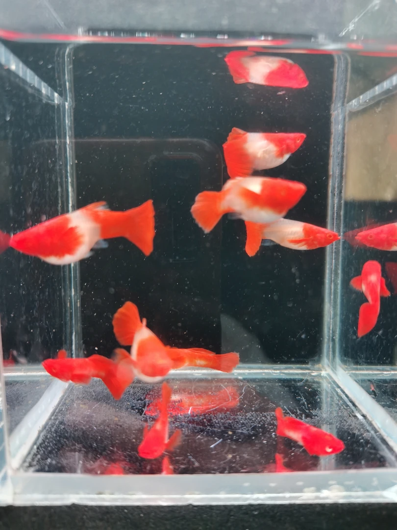 红头分水5对孔雀鱼包邮报损