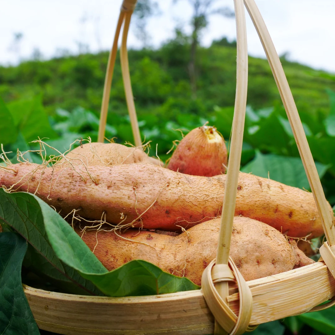 紫云红心红薯多规格大小果礼盒装（2.5kg/盒、1.5kg/盒）