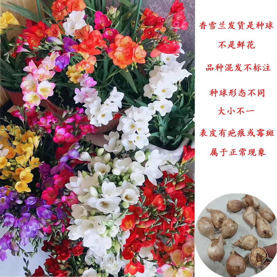 【处理自产】香雪兰小苍兰种球盆栽北方9月后种植南方10月后种植
