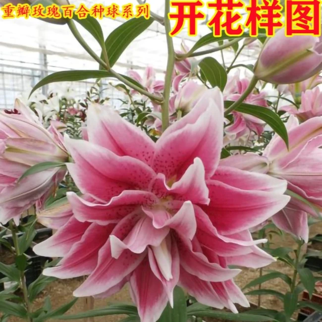 【伊莎贝拉】重瓣玫瑰（球茎16/18）百合种球盆栽3个球