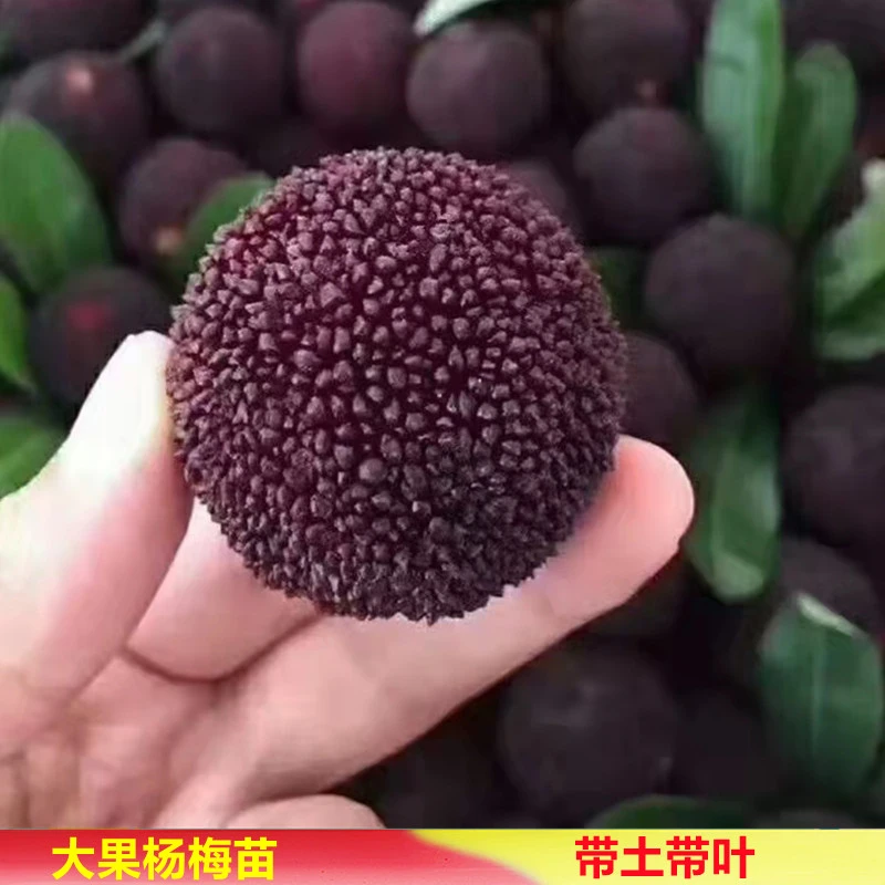 广西正品果树苗嫁接苗大果东魁黑碳杨梅南北方种植原产地直销