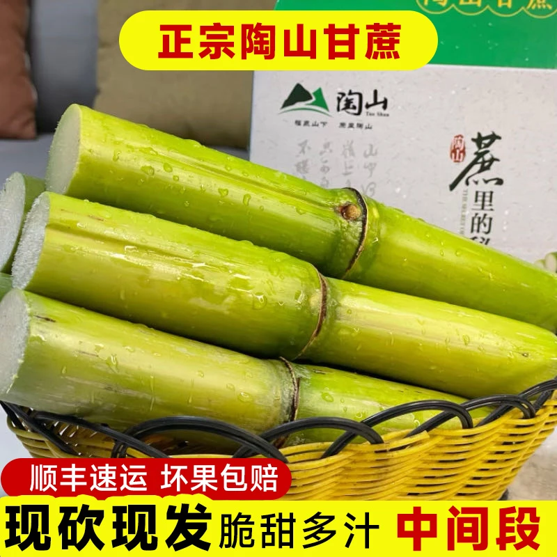 一节头 精品装陶山青皮甘蔗独立包装整箱 5 斤