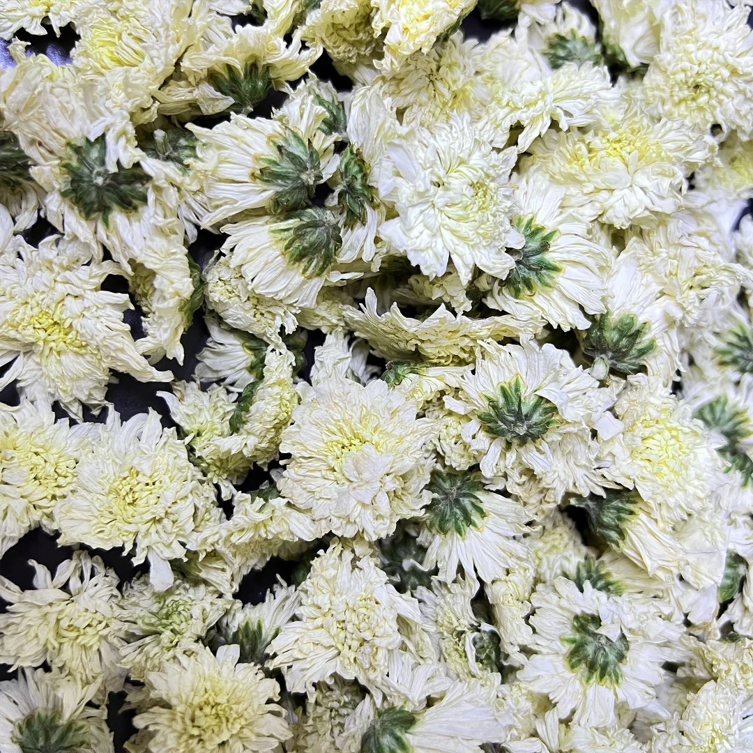 正品原产地杭白菊