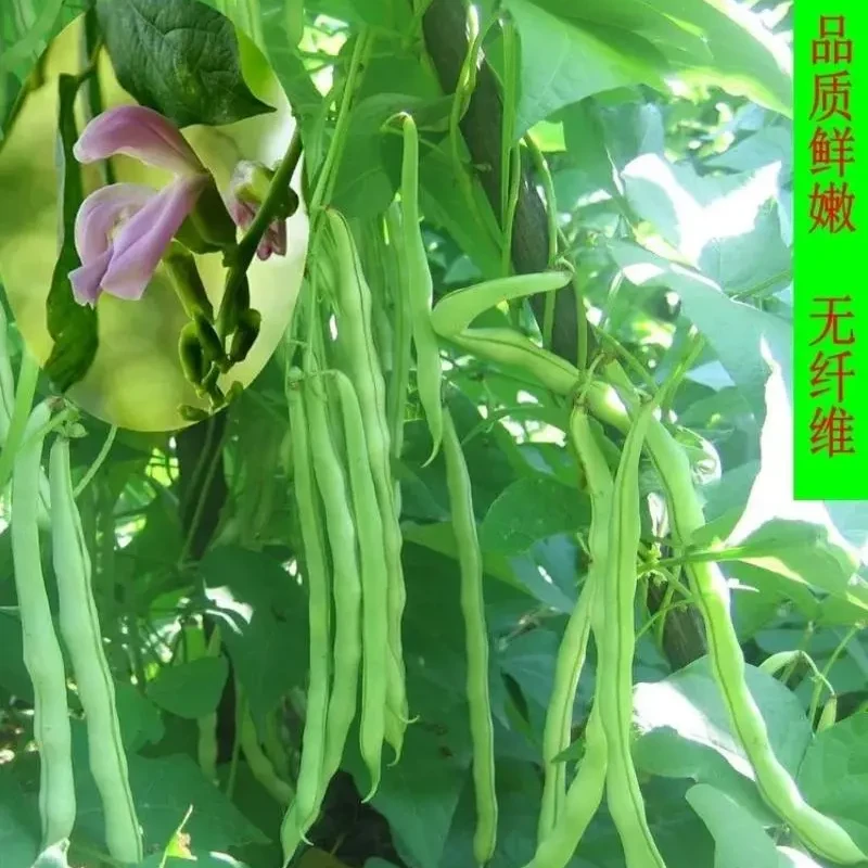 红花白荚玉豆种甜脆玉豆种籽四季豆种子蔬菜种子