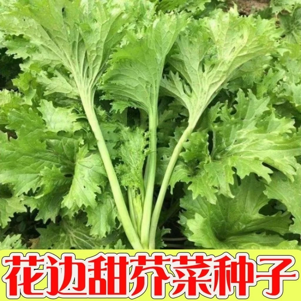 【全店满五包包邮】花边甜芥菜四季易种甜芥菜蔬菜种子