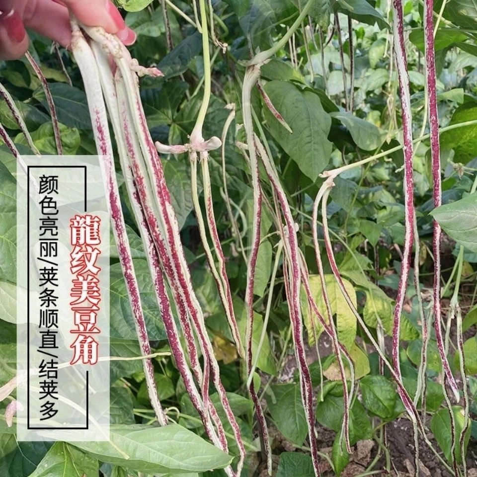 【全店满五包包邮】花豹豆角种籽长纹豇豆种子白底红花纹豆角种子