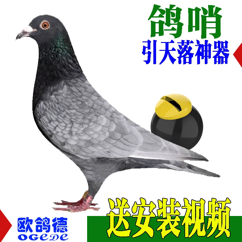 鸽子哨尾哨葫芦哨二音两音鸽子信鸽竹哨鸽哨子尾哨训鸽哨用品鸽环