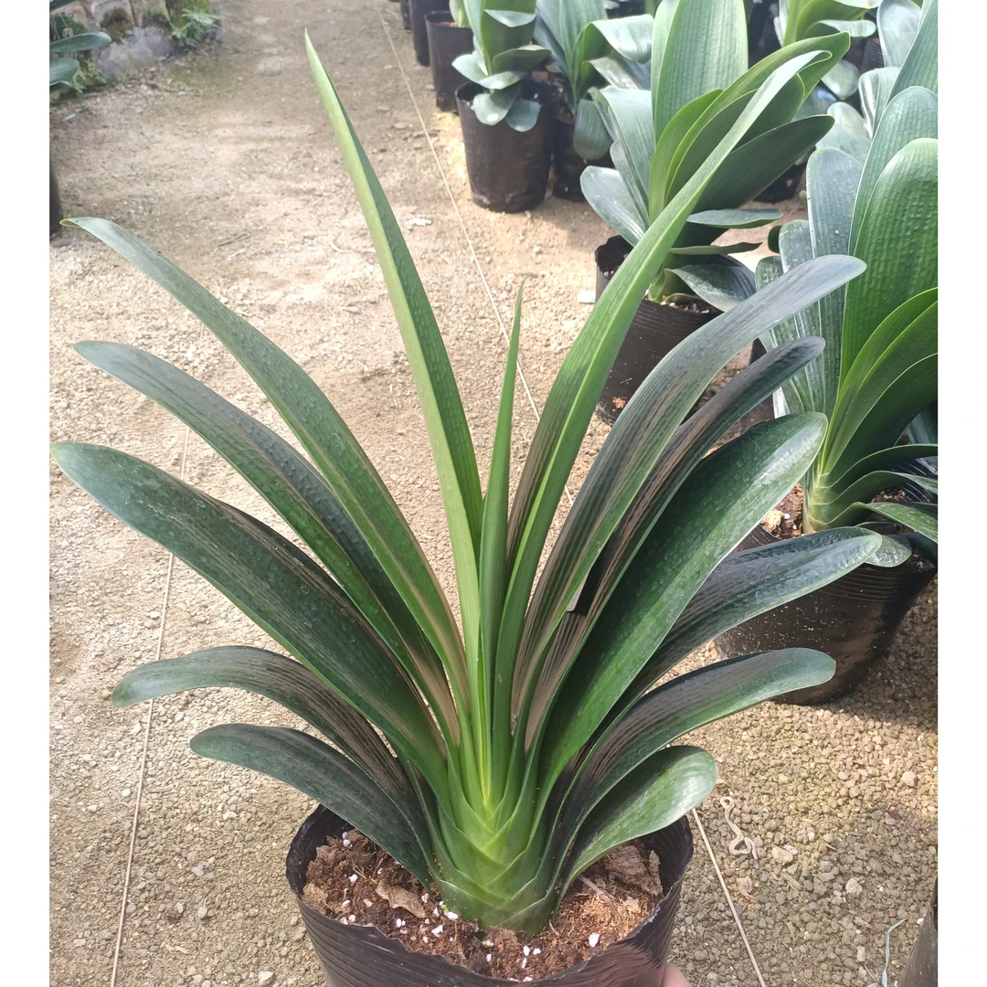 君子兰四季常青绿植花卉盆栽室内办公室窗台阳台绿植开花