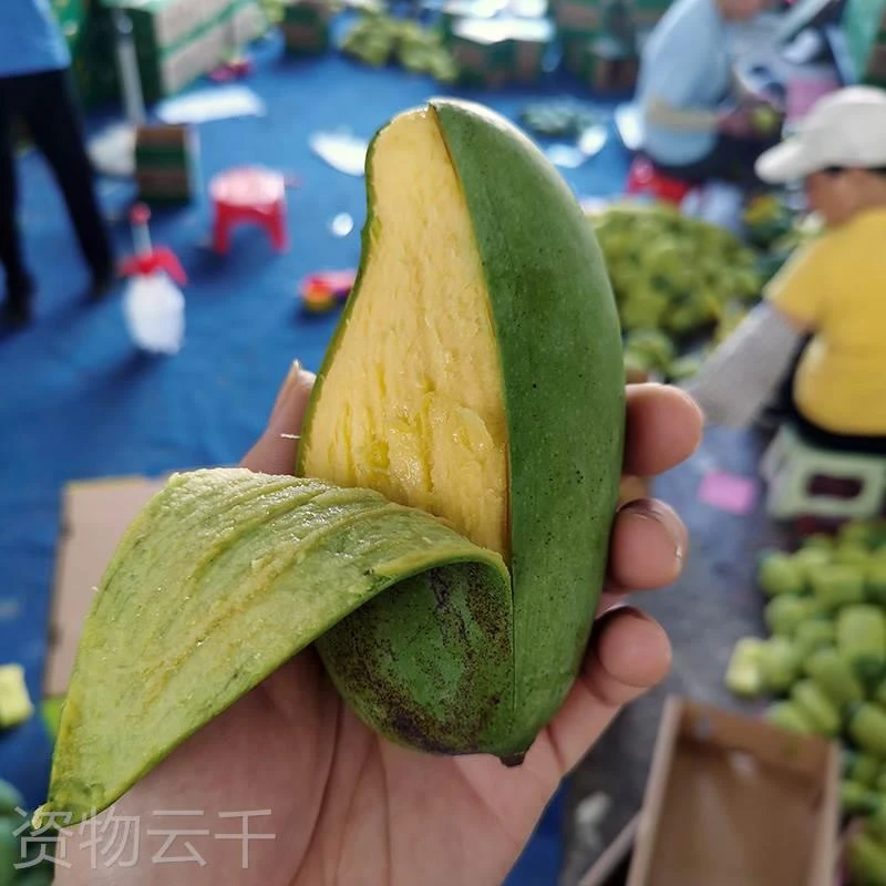 广西桂七芒果香甜正宗百色田东大桂3/5新鲜水果9斤整箱包邮当季1g