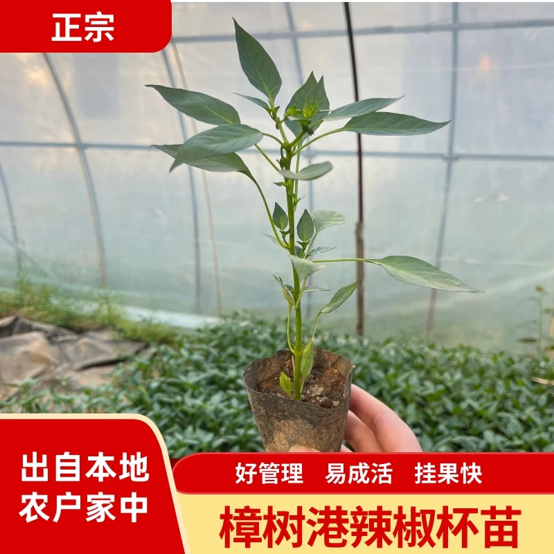 （实惠装）正宗樟树港辣椒苗 营养杯成活高 原产地 阳台花盆种植