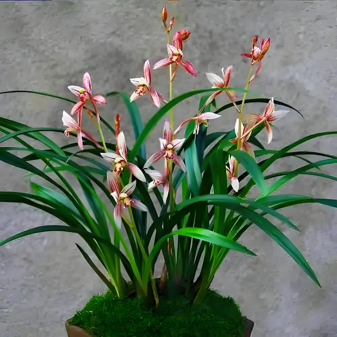 云南绿植花草，精品虎头兰一物一拍