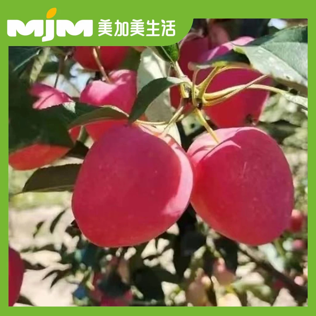 【2斤/份】新疆香妃海棠果（中大果）