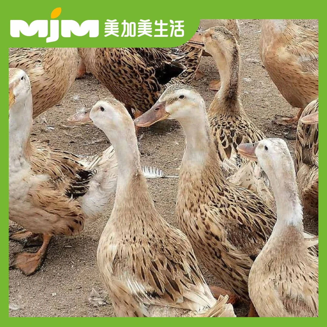【半只/份】农家麻鸭（杀好约1.6-1.7斤/半只）默认不砍，需帮砍请下单备注鸭肉同城配