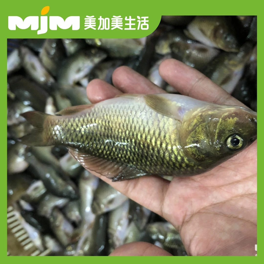 禾花鱼500g（杀好约15-16条）