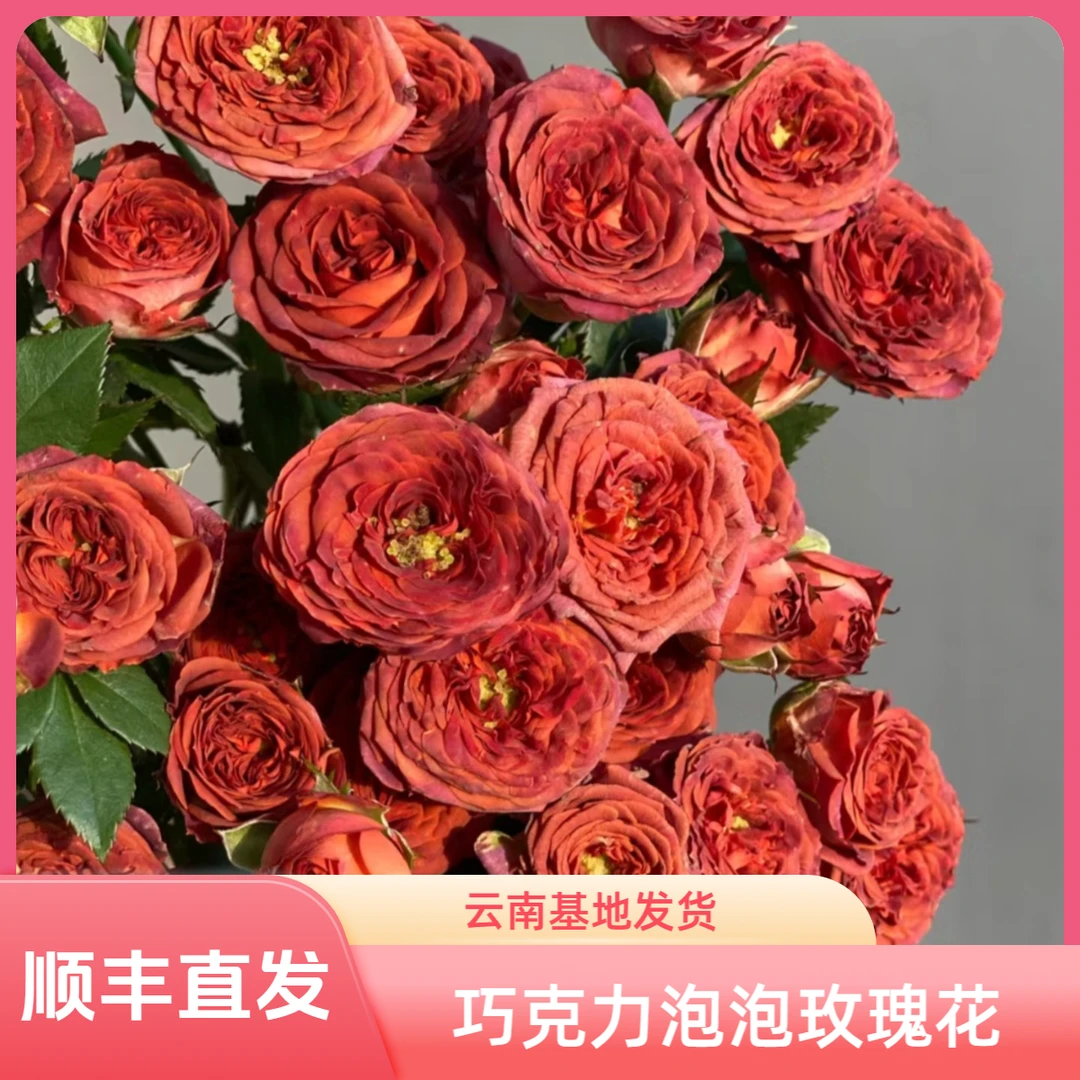复古咖啡色 巧克力泡泡玫瑰花鲜花云南直发直批 玫瑰水养鲜切花