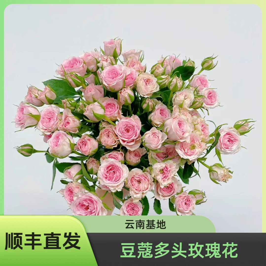 天堂鸟 | 豆蔻多头玫瑰花鲜花新鲜养护生活家庭插花花艺包赔产品