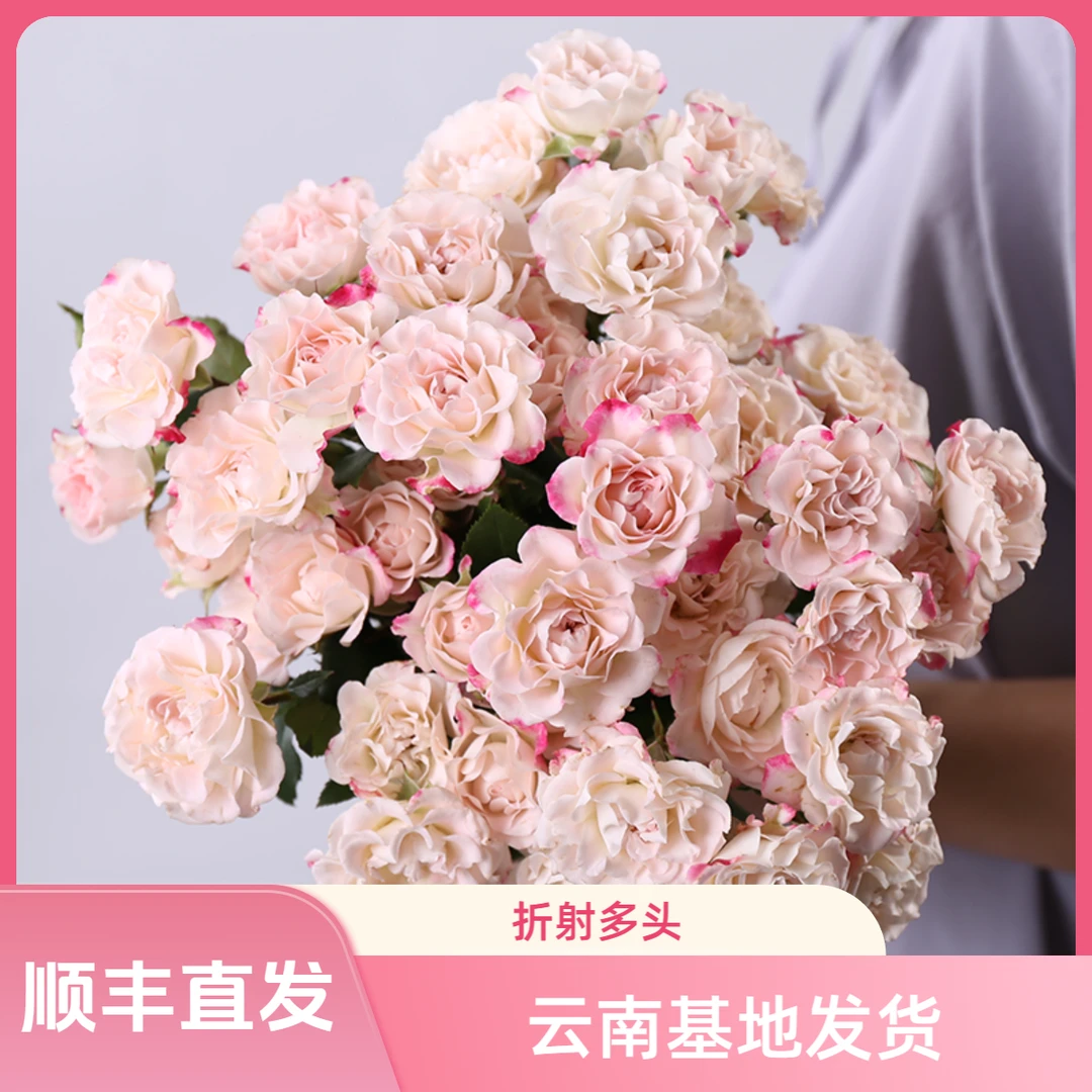天堂鸟 |  折射泡泡多头玫瑰花鲜花云南直发新鲜养护生活插花花艺