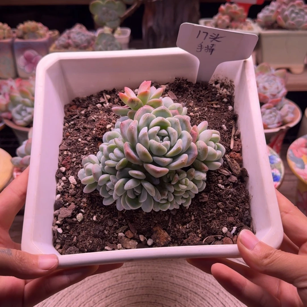 冰玉全手捧17头 11.5cm