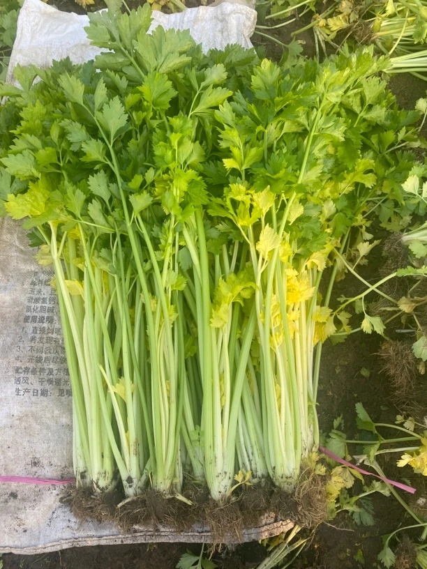 平度马家沟芹菜