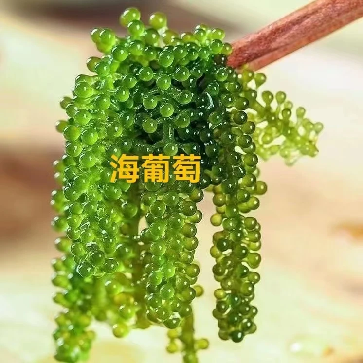绿色爆汁海葡萄盐渍食用脱水原产地风味海藻海菜水产干货鲜美营养
