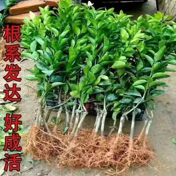 带土发货大橘子树苗砂糖橘盆栽地栽南北方种植无籽蜜桔当年结果多
