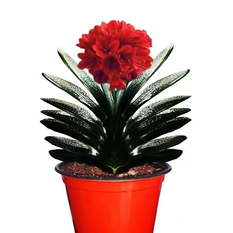 六号东北名贵君子兰精品红灯笼麻脸盆栽宽短叶圆头绿植盆栽花卉