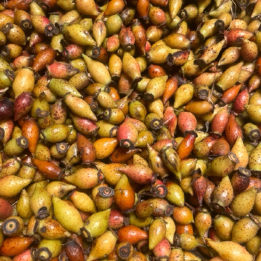 湖南新鲜野生金樱子