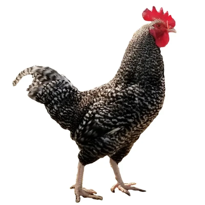 正宗芦花鸡 1只一斤左右 5只装包邮 好养长得快