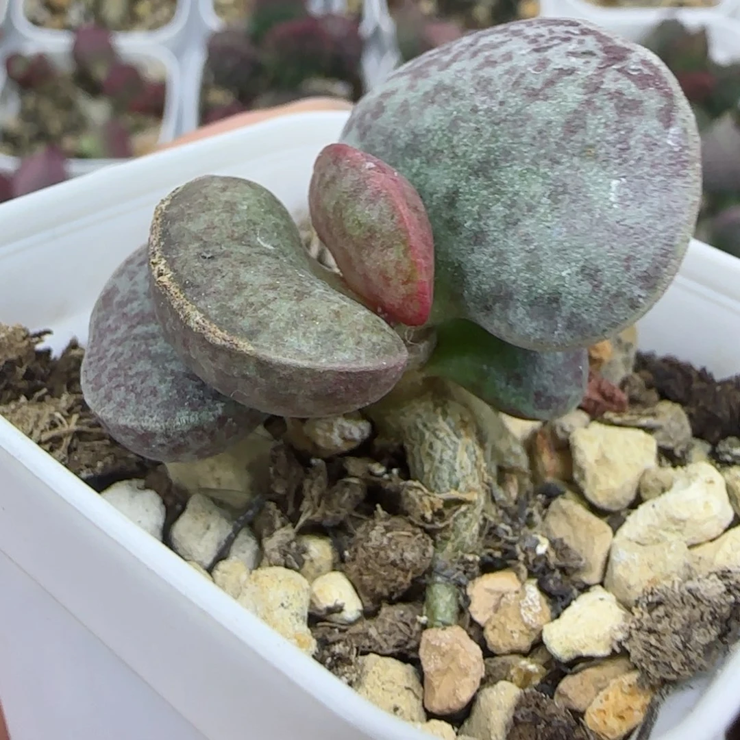 满斑花旦，整棵带盆发