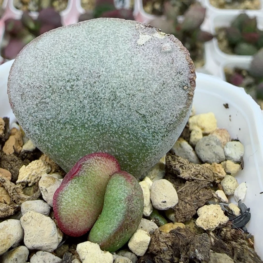 圆胖蛋，带盆发货